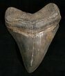 Slightly Curved Megalodon Tooth #5619-1